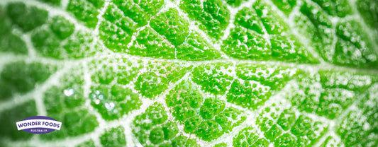 Chlorophyll & Blood Sugar: Go Green to Support Metabolic Health