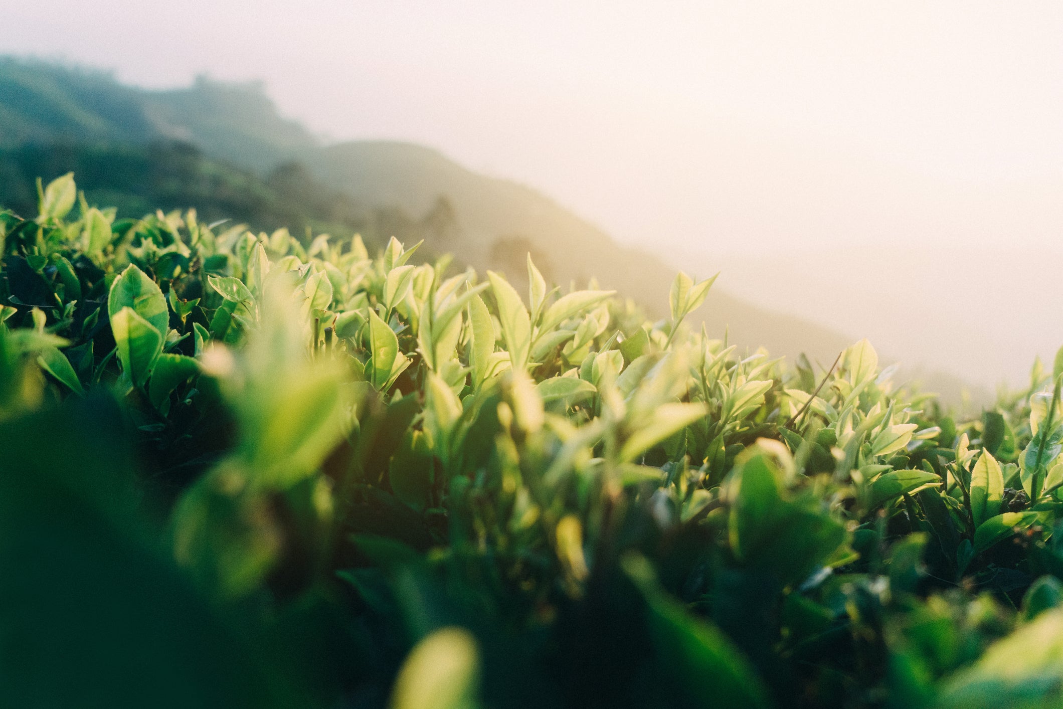 Close up grass with a sunset background