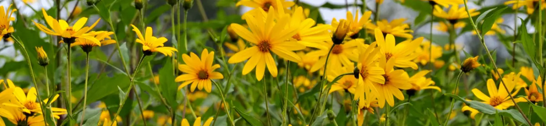 buy inulin australia