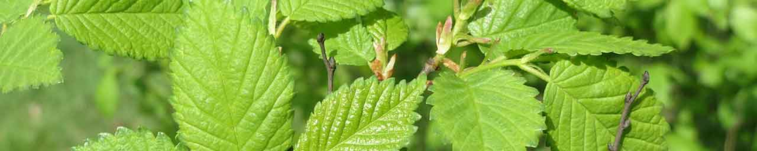 5 Benefits of Slippery Elm Bark – Wonder Foods™