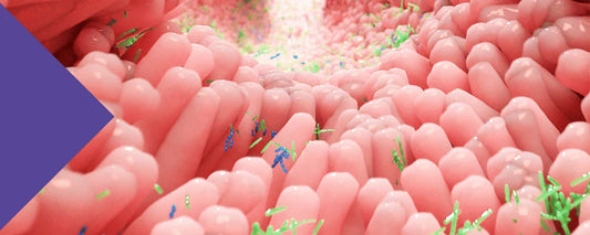 Gut Health Improves Longevity