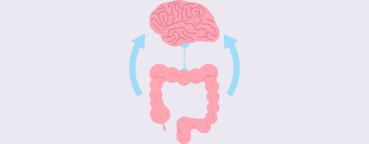 gut brain connection