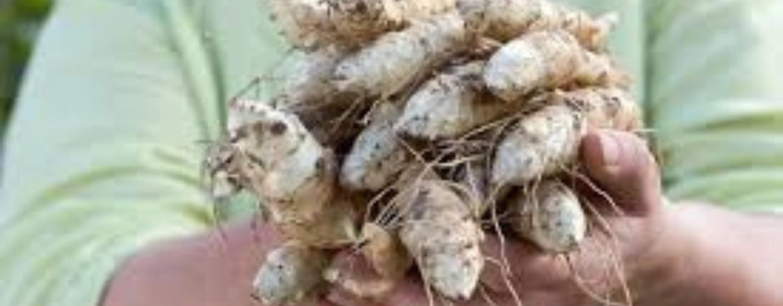 Inulin - What the Research Says