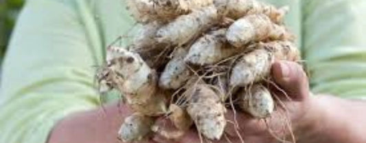 Inulin - What the Research Says