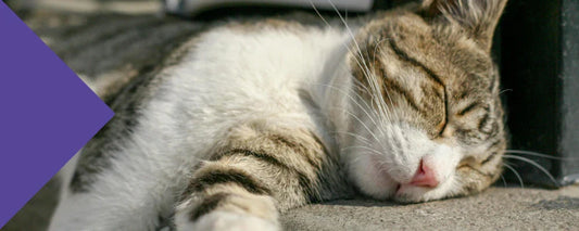 Can a Simple Prebiotic Fibre Help Your Brain and Sleep as You Age?