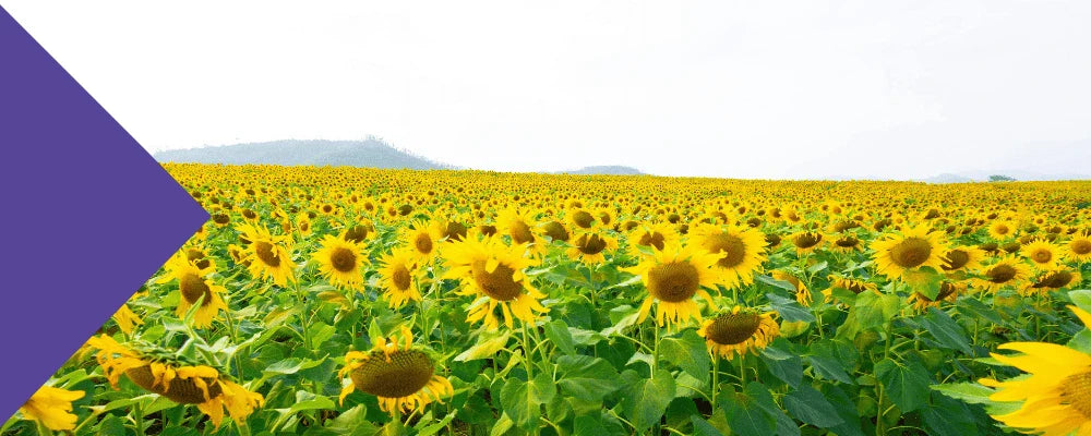 sunflower lecithin how much