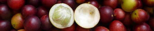 Camu Camu - Everything you Should Know