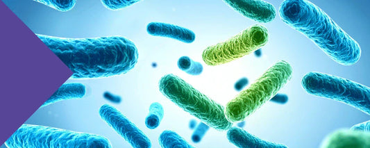 How Gut Health Shapes Protein Absorption, Bone Strength & Metabolic Balance