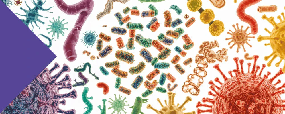 best time to take inulin for weight loss