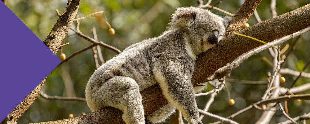 creatine for sleep deprivation