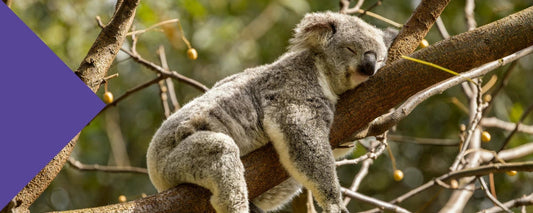 creatine for sleep deprivation