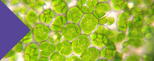 does chlorophyll lower blood sugar