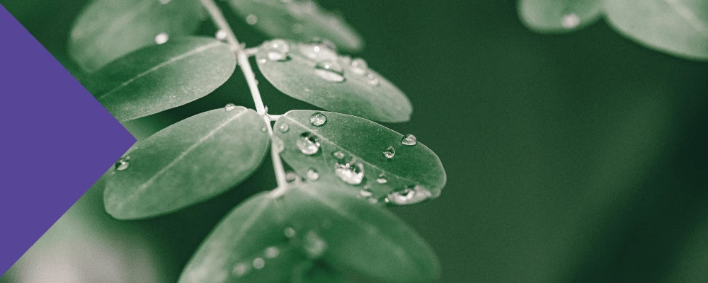 Moringa and Gut Health