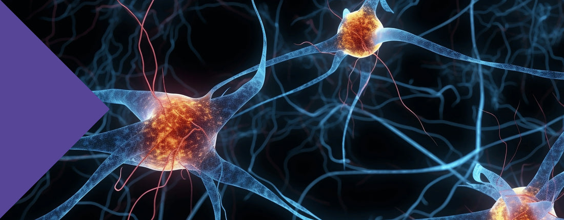 phgg supplement sleep memory